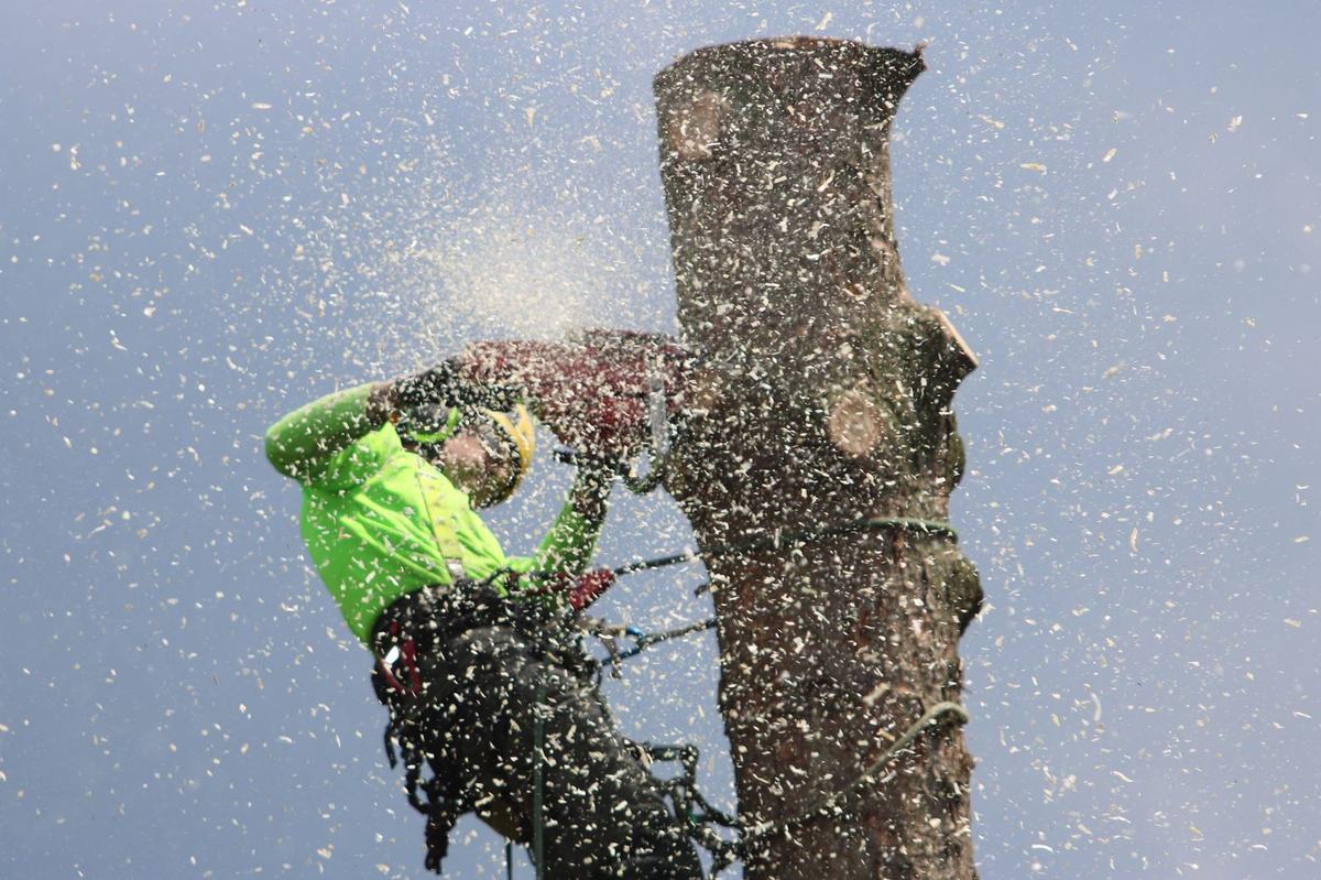 Arborist in hi-vis dismantling a tree crown with a chainsaw, sawdust flying