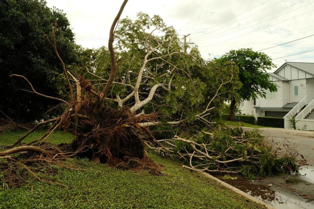 Uprooted tree across a suburban street after storm damage