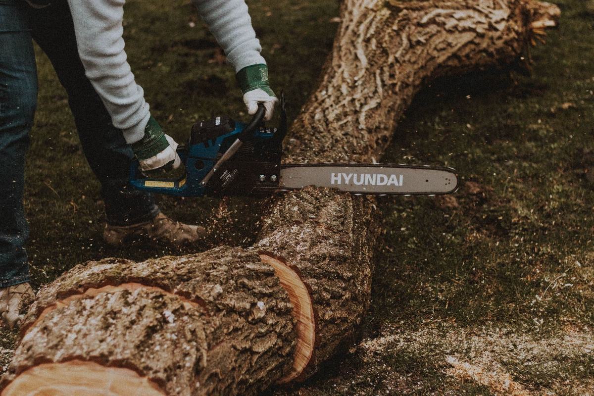 Felled tree being cut into logs during tree removal